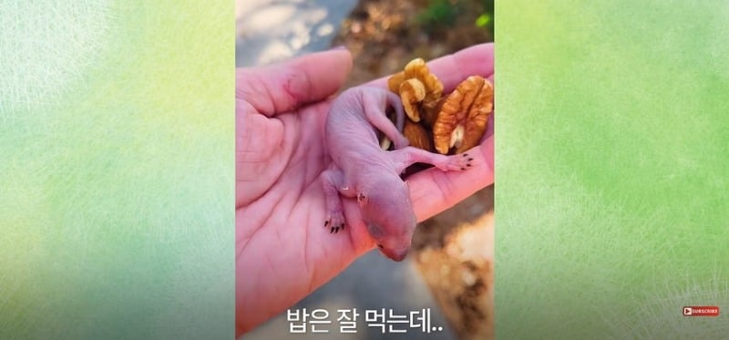 어미 다람쥐에게 갈곳 잃은 새끼 보여줬더니...jpg