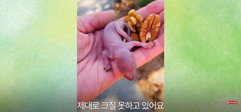 어미 다람쥐에게 갈곳 잃은 새끼 보여줬더니...jpg