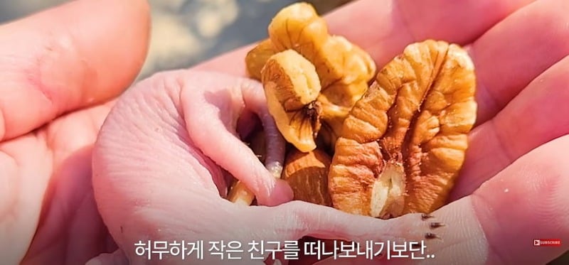 어미 다람쥐에게 갈곳 잃은 새끼 보여줬더니...jpg