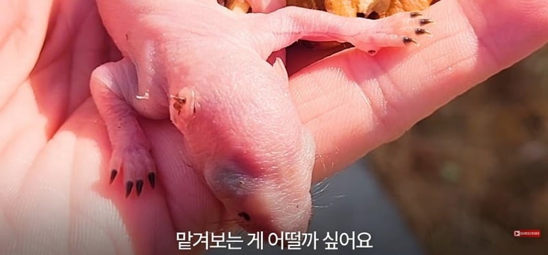 어미 다람쥐에게 갈곳 잃은 새끼 보여줬더니...jpg