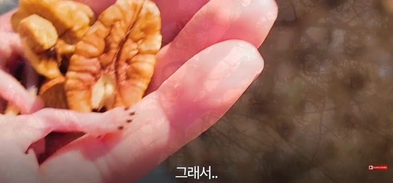 어미 다람쥐에게 갈곳 잃은 새끼 보여줬더니...jpg