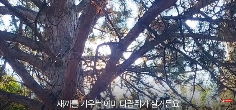 어미 다람쥐에게 갈곳 잃은 새끼 보여줬더니...jpg