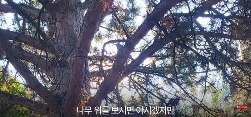 어미 다람쥐에게 갈곳 잃은 새끼 보여줬더니...jpg