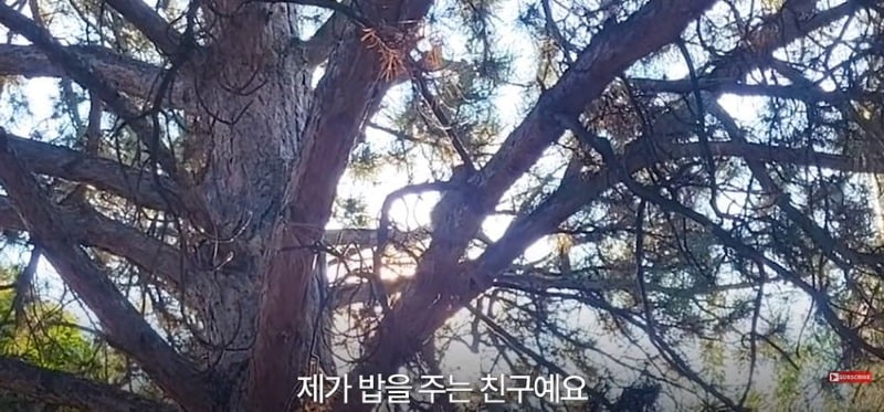 어미 다람쥐에게 갈곳 잃은 새끼 보여줬더니...jpg