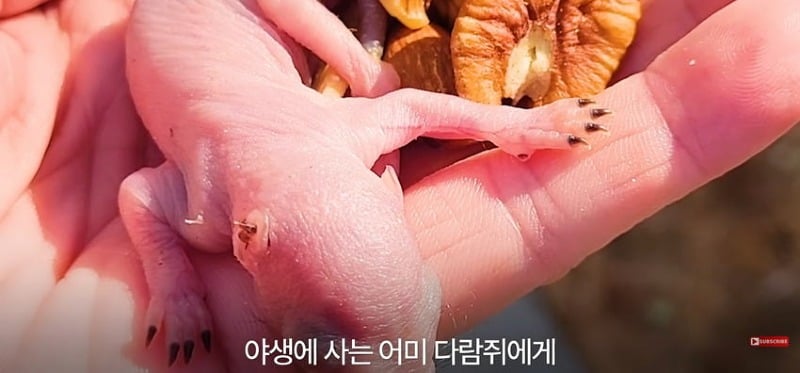 어미 다람쥐에게 갈곳 잃은 새끼 보여줬더니...jpg