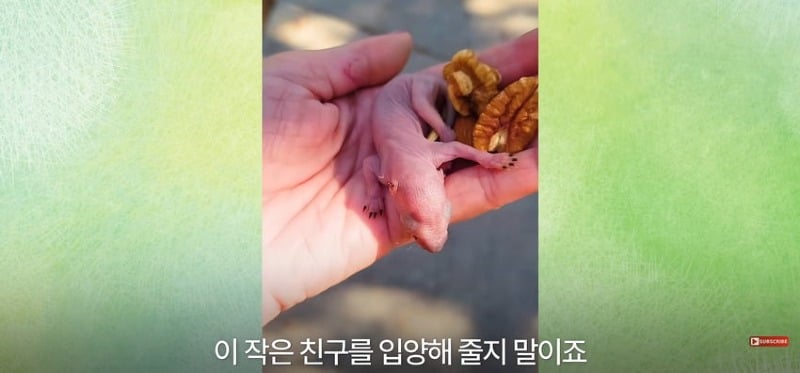 어미 다람쥐에게 갈곳 잃은 새끼 보여줬더니...jpg