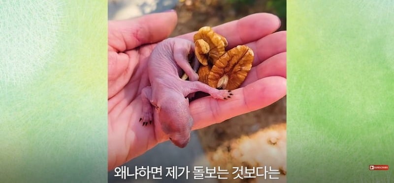 어미 다람쥐에게 갈곳 잃은 새끼 보여줬더니...jpg