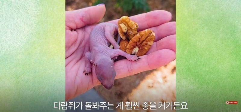 어미 다람쥐에게 갈곳 잃은 새끼 보여줬더니...jpg