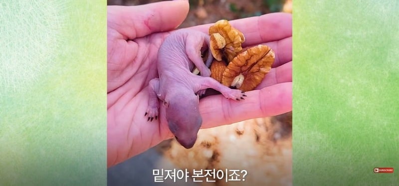 어미 다람쥐에게 갈곳 잃은 새끼 보여줬더니...jpg