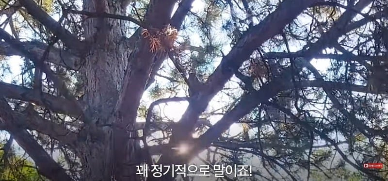 어미 다람쥐에게 갈곳 잃은 새끼 보여줬더니...jpg