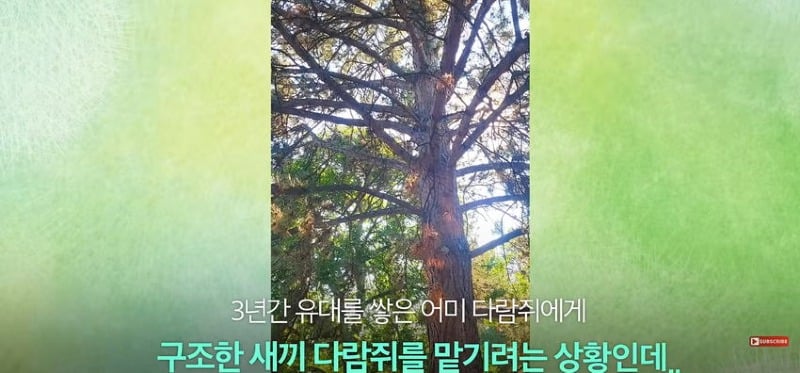 어미 다람쥐에게 갈곳 잃은 새끼 보여줬더니...jpg