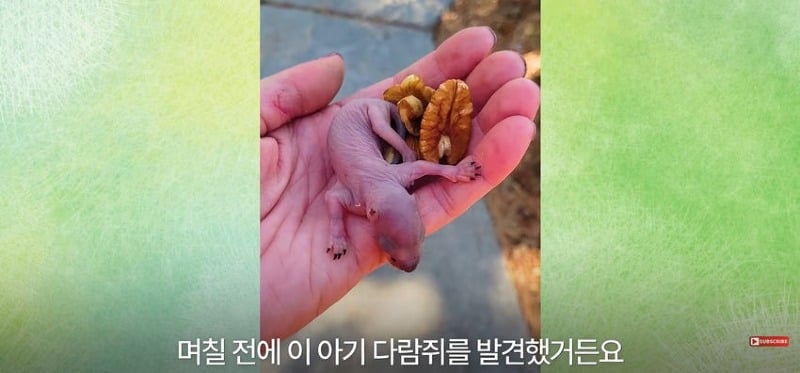어미 다람쥐에게 갈곳 잃은 새끼 보여줬더니...jpg