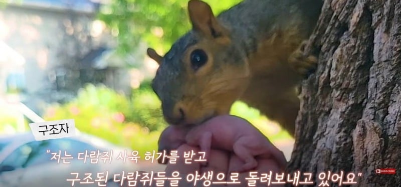 어미 다람쥐에게 갈곳 잃은 새끼 보여줬더니...jpg