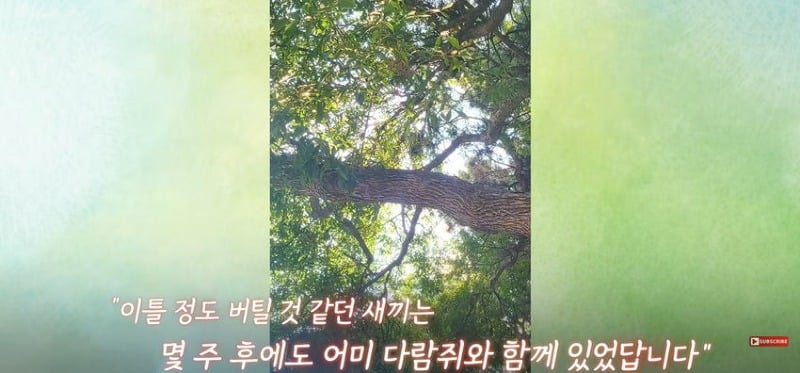 어미 다람쥐에게 갈곳 잃은 새끼 보여줬더니...jpg