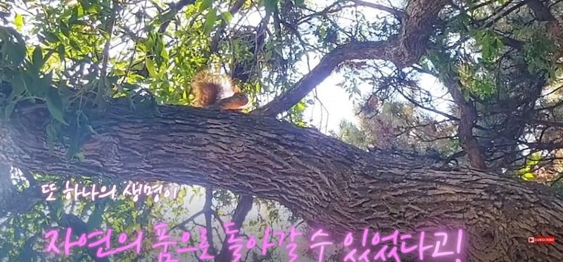 어미 다람쥐에게 갈곳 잃은 새끼 보여줬더니...jpg