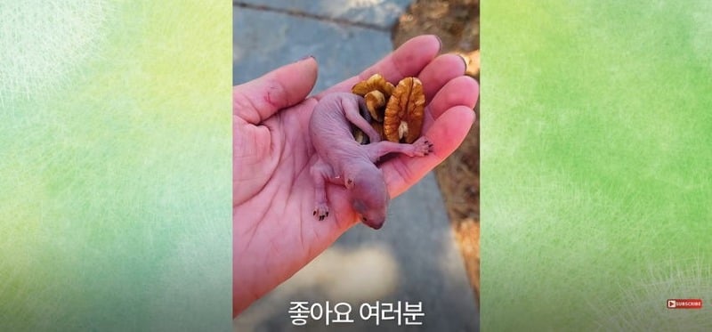 어미 다람쥐에게 갈곳 잃은 새끼 보여줬더니...jpg