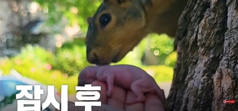어미 다람쥐에게 갈곳 잃은 새끼 보여줬더니...jpg