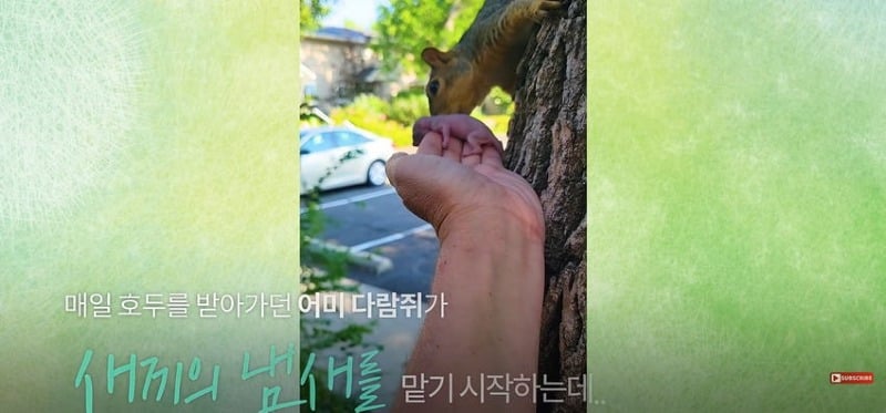 어미 다람쥐에게 갈곳 잃은 새끼 보여줬더니...jpg