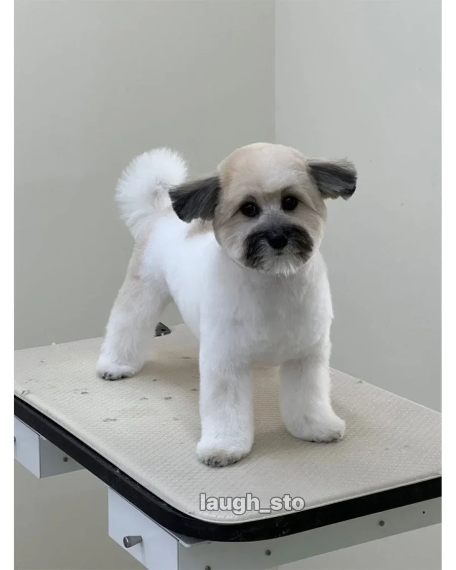 카더가든 닮은 강아지