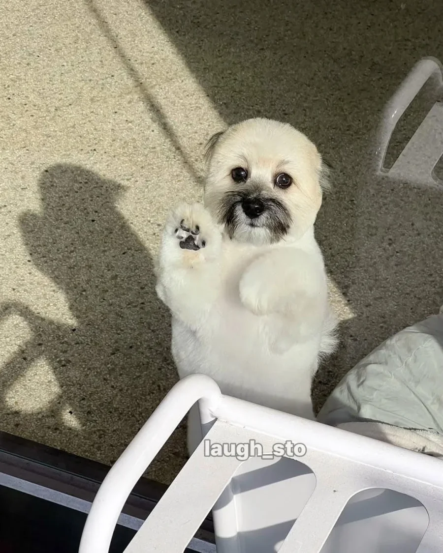 카더가든 닮은 강아지