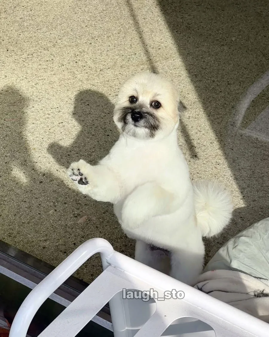 카더가든 닮은 강아지