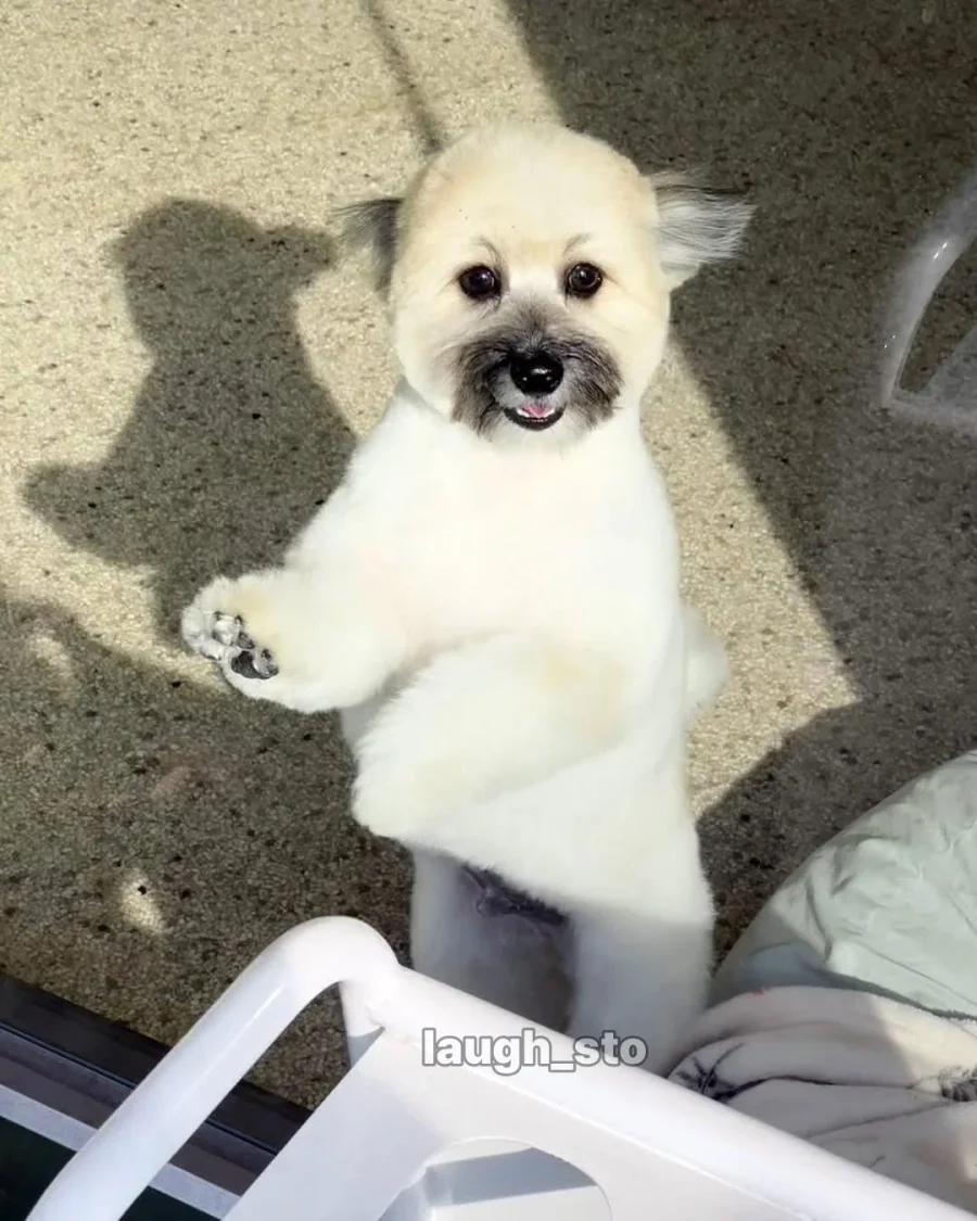 카더가든 닮은 강아지