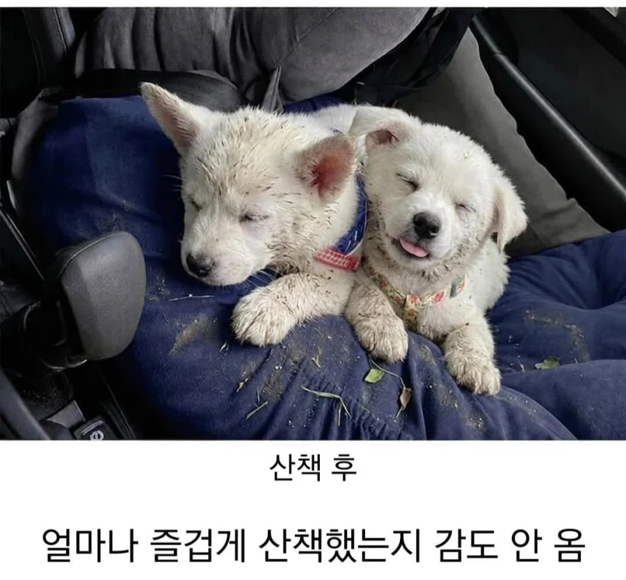 시고르자브르종 산책 전 후