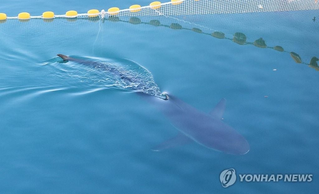 이틀째 안 보이던 '부캉이' 부산항 항만서 건강하게 유영