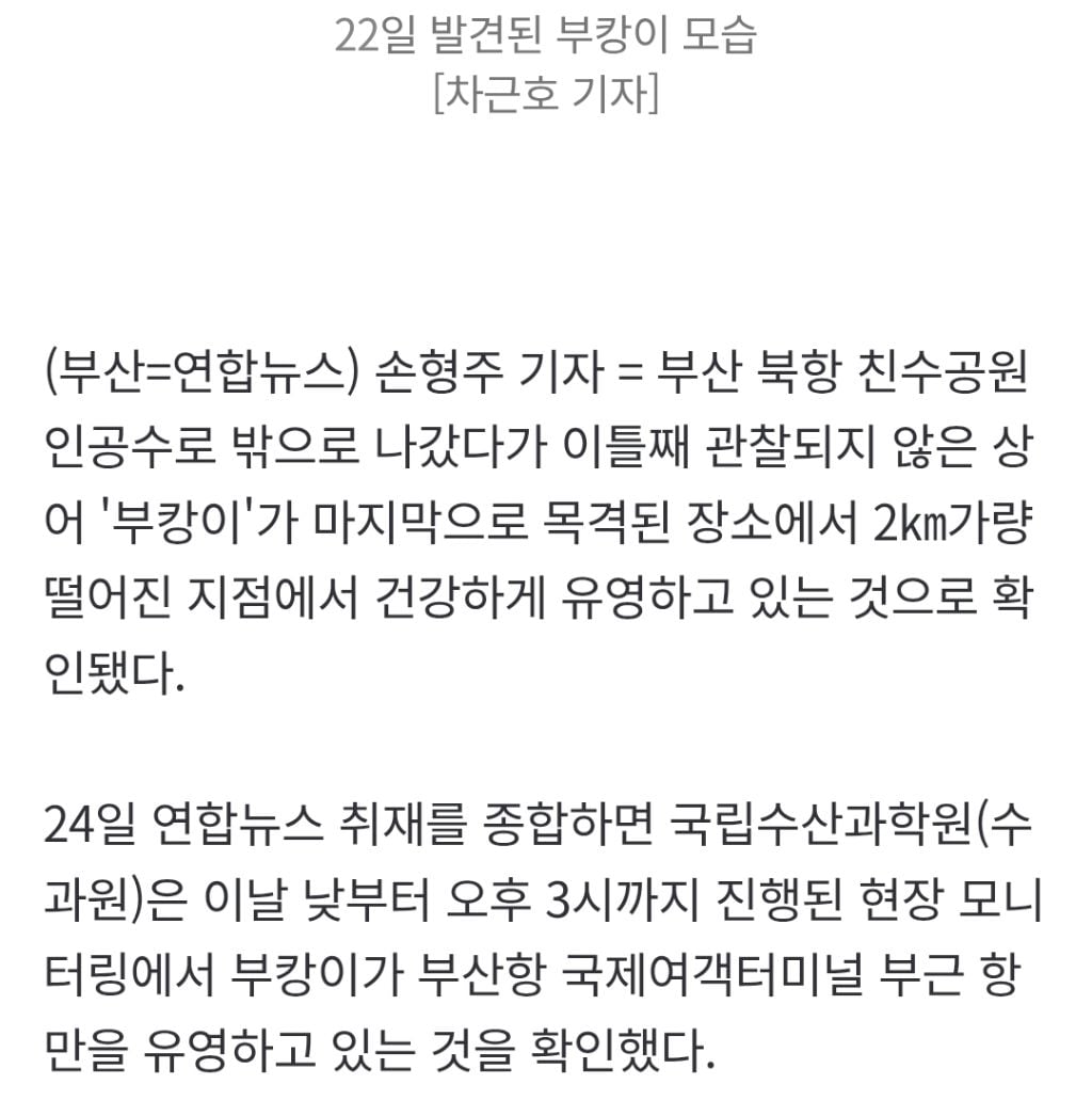 이틀째 안 보이던 '부캉이' 부산항 항만서 건강하게 유영