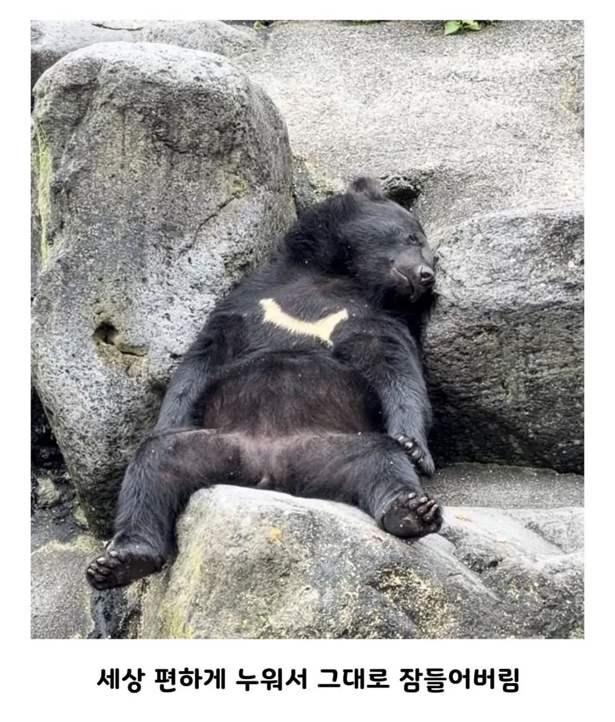 혈당 스파이크가 제대로 와버린 곰.jpg