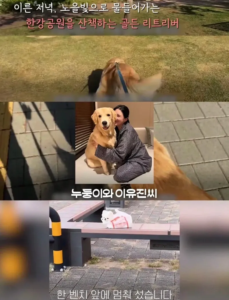 한강벤치 비닐봉지에담겨 버려진줄 알았던 강아지.jpg