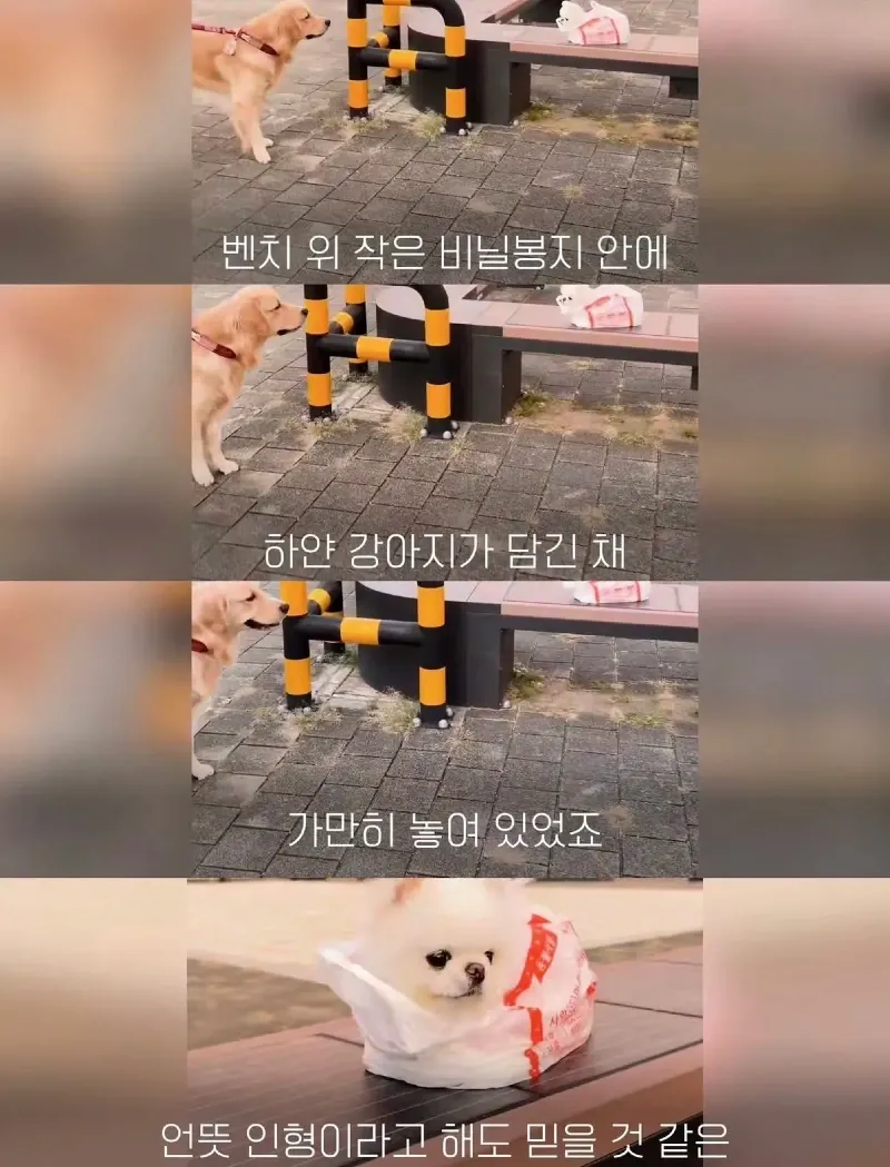 한강벤치 비닐봉지에담겨 버려진줄 알았던 강아지.jpg