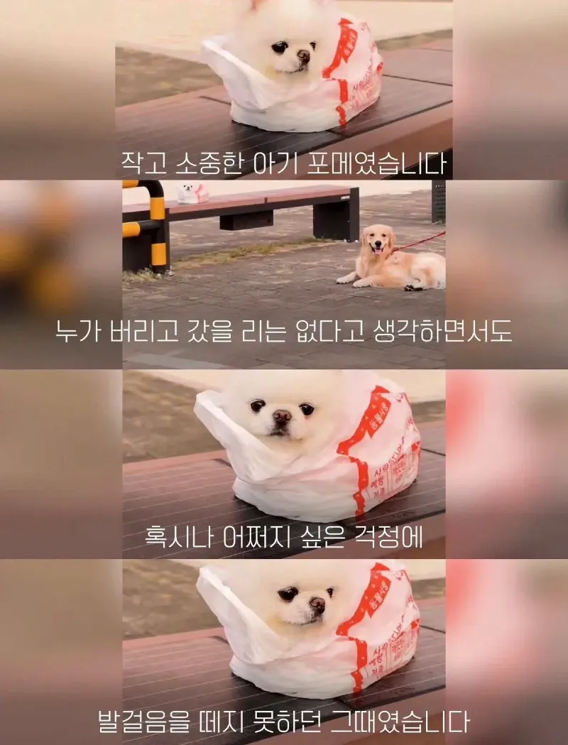 한강벤치 비닐봉지에담겨 버려진줄 알았던 강아지.jpg
