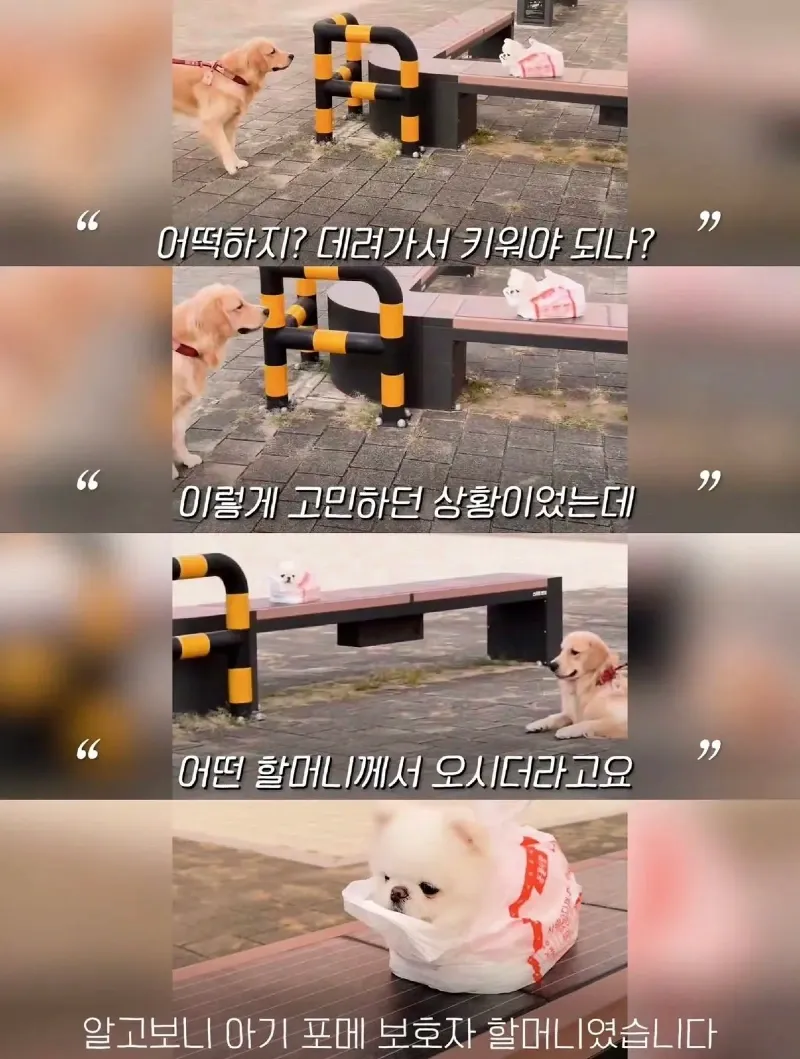 한강벤치 비닐봉지에담겨 버려진줄 알았던 강아지.jpg
