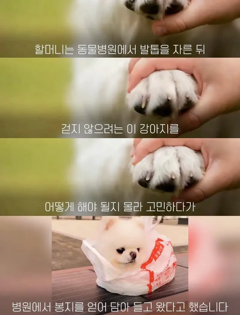 한강벤치 비닐봉지에담겨 버려진줄 알았던 강아지.jpg