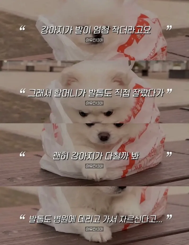 한강벤치 비닐봉지에담겨 버려진줄 알았던 강아지.jpg