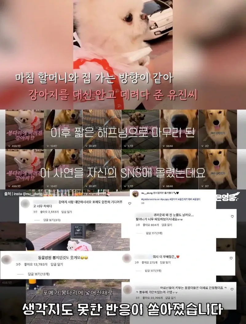 한강벤치 비닐봉지에담겨 버려진줄 알았던 강아지.jpg