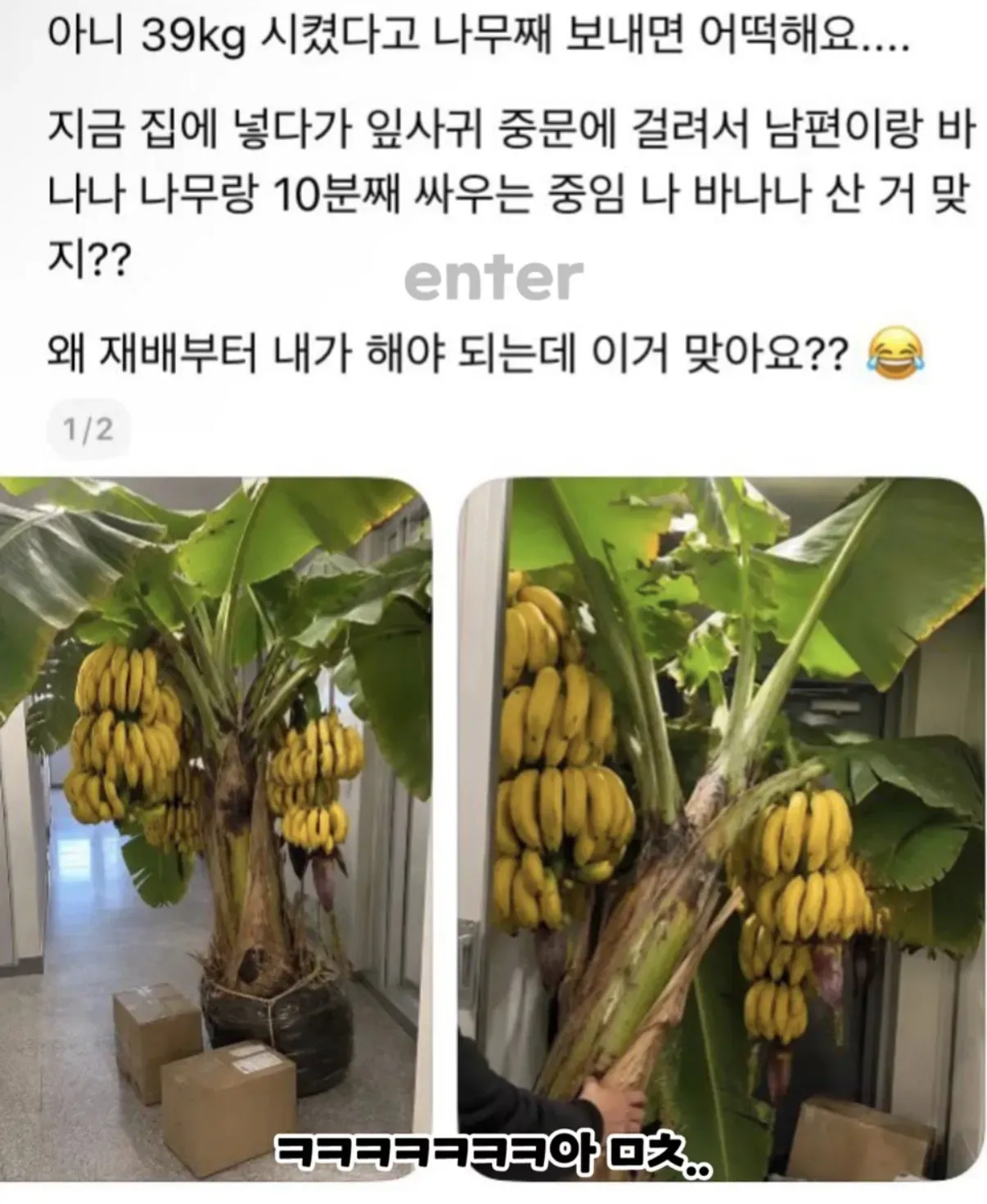 바나나 3박스 시킨 후기.jpg