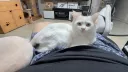 우리집 고양이 웃긴게 ㅋㅋㅋ