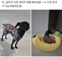 엄마가 사온 강아지옷 .jpg