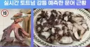 토트넘 강등 예측한 문어 근황.jpg