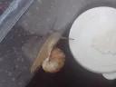 아침엔 달팽이 먹방 ~