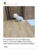 개도 안먹는 리뷰