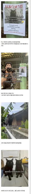 고양이를 잃어버렸던 태국인