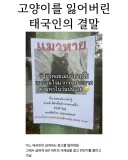 고양이를 잃어버린 태국인의 결말