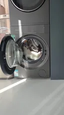 캣휠이 신난 고양이