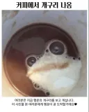 커피에서 개구리 나옴.jpg