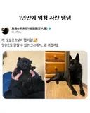 일년만에 엄청 자란 댕댕이