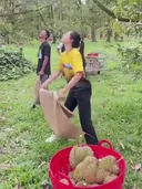 과일의 왕이라는 두리안 채취