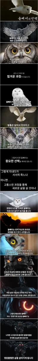 늙은 올빼미의 선택